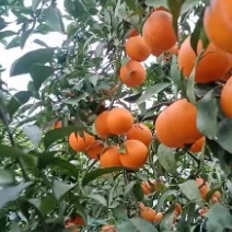 四川爱媛果冻橙爱媛38皮薄多汁万亩果园直供代发全国