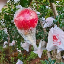 四川膜袋突尼斯软籽石榴大量上市规格齐全可视频看货