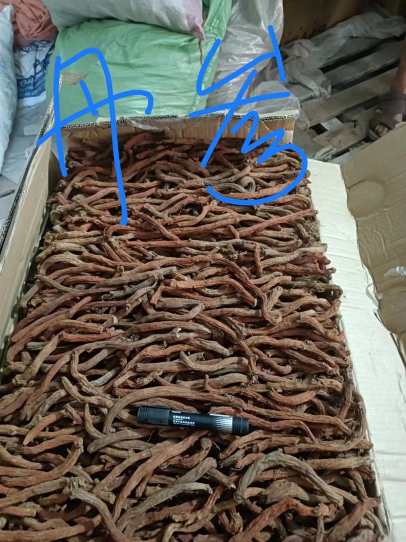 丹参条，紫丹参条，紫丹参片，精品大量供应