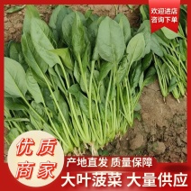 【山东大叶菠菜】山东菠菜大量供应可视频欢迎咨询