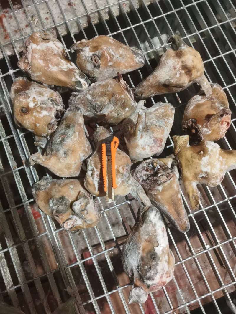 火烧内蒙羔羊羊头肉质紧实品质保障价格优惠全国可发视频看货