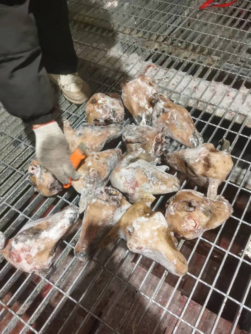 火烧内蒙羔羊羊头肉质紧实品质保障价格优惠全国可发视频看货
