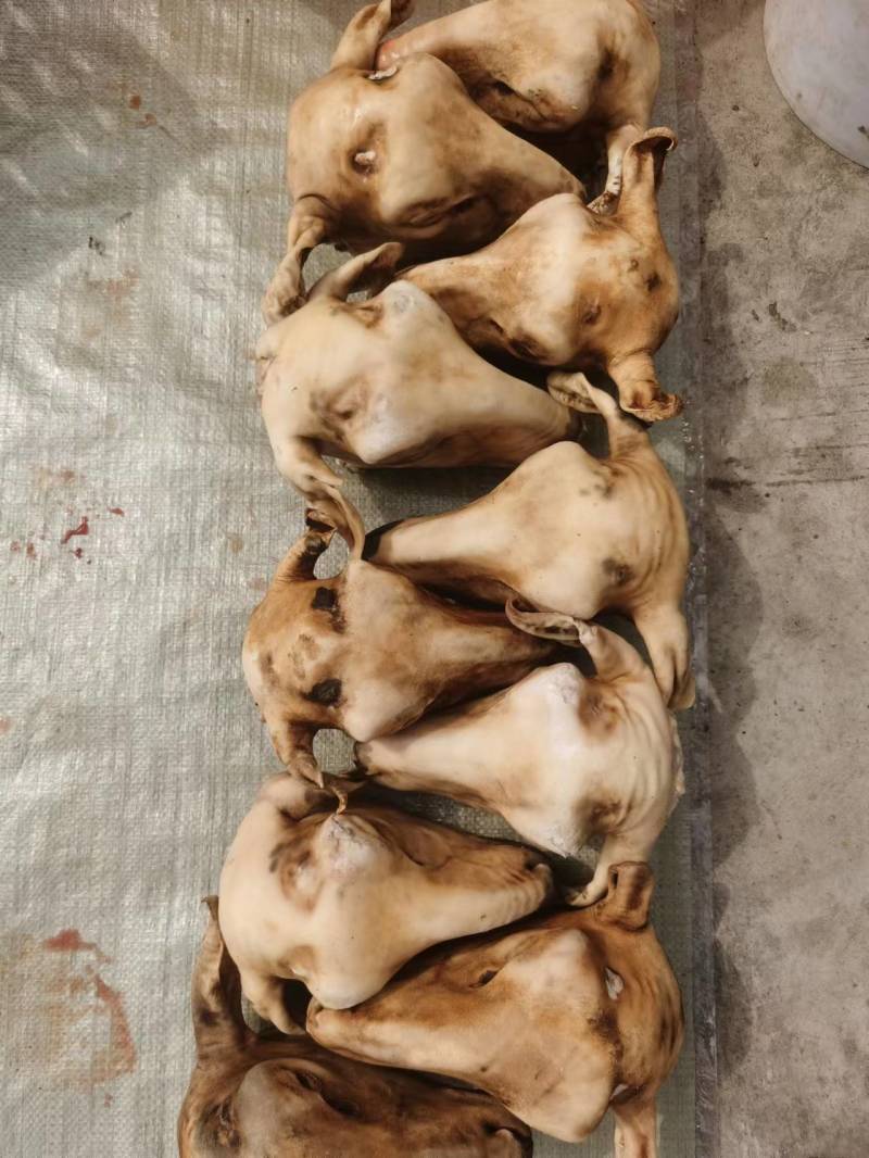 火烧内蒙羔羊羊头肉质紧实品质保障价格优惠全国可发视频看货