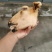 火烧内蒙羔羊羊头肉质紧实品质保障价格优惠全国可发视频看货