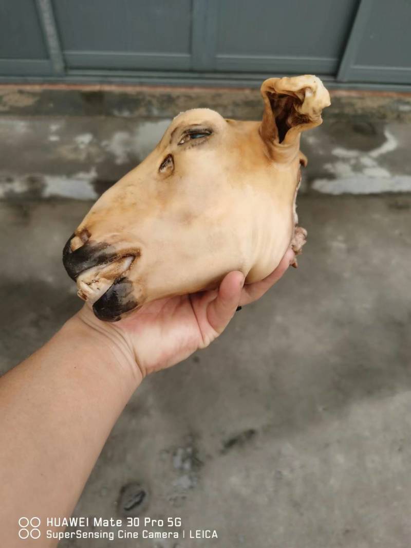 火烧内蒙羔羊羊头肉质紧实品质保障价格优惠全国可发视频看货