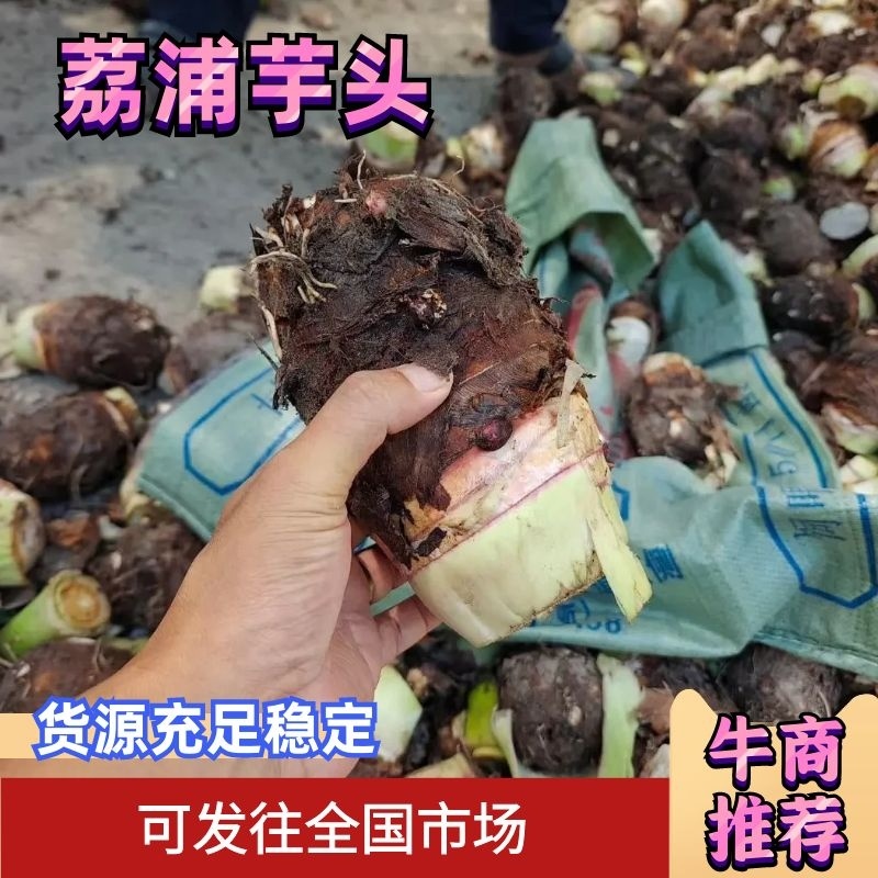 广西贺州芋头大量上市，荔浦芋，基地直供，