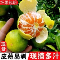 【实力】精品蜜橘早熟蜜橘高山蜜橘湖北蜜橘电商市场商超加工