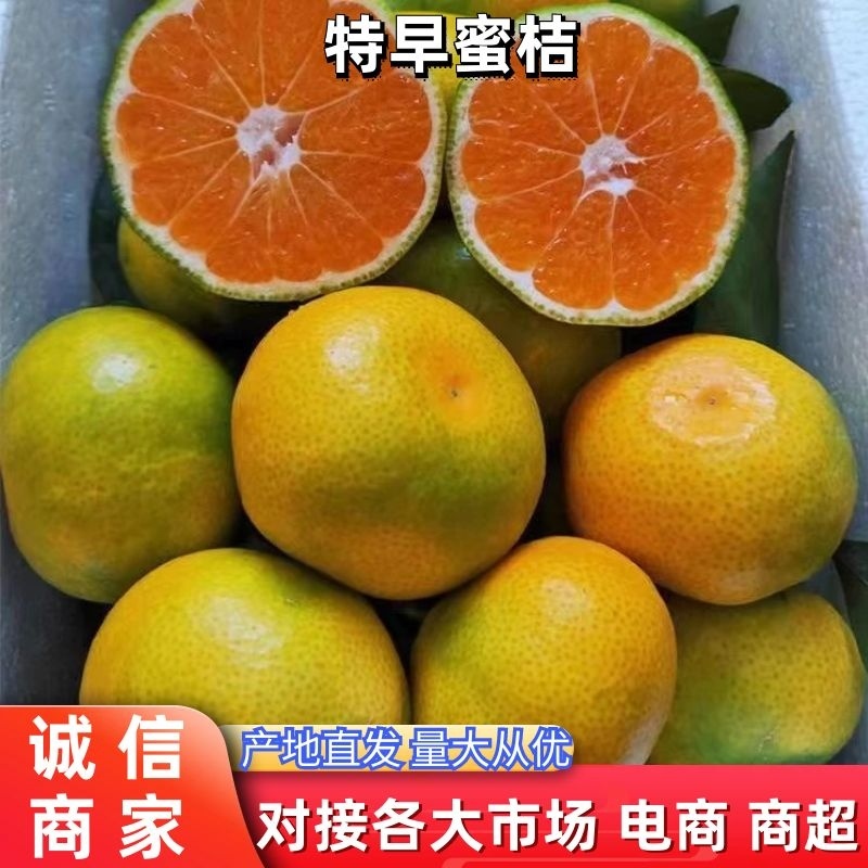 高山八月桔产地直发可视频看货欢迎咨询