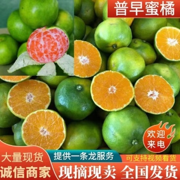 【蜜橘】陕西汉中城固县高山蜜桔产地直发对接市场电商