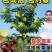 精品嫁接板栗苗大红袍板栗苗特大油板栗苗拒绝假苗