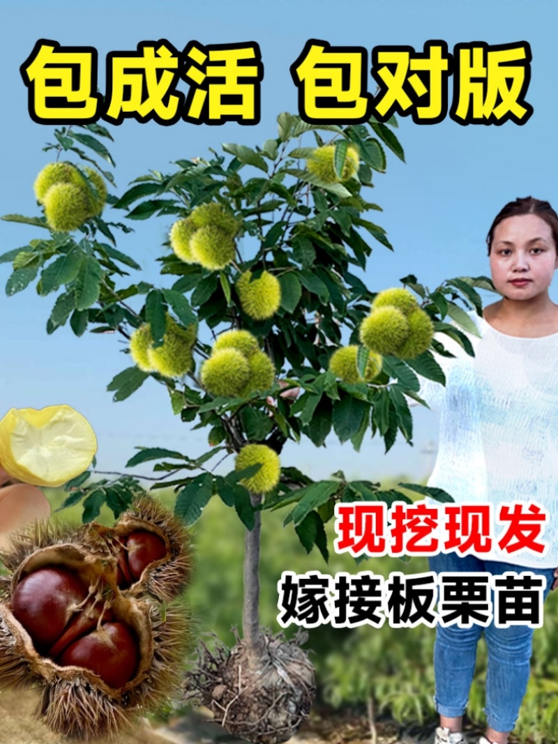 精品嫁接板栗苗大红袍板栗苗特大油板栗苗拒绝假苗