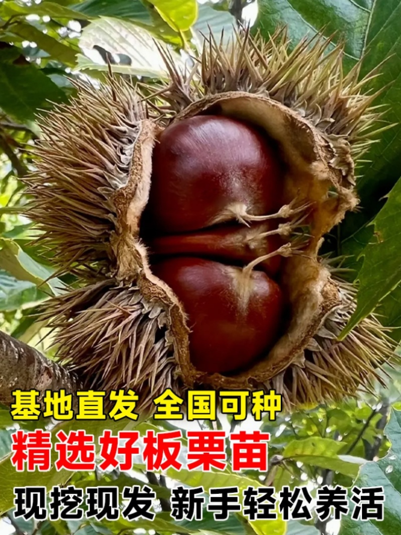 精品嫁接板栗苗大红袍板栗苗特大油板栗苗拒绝假苗
