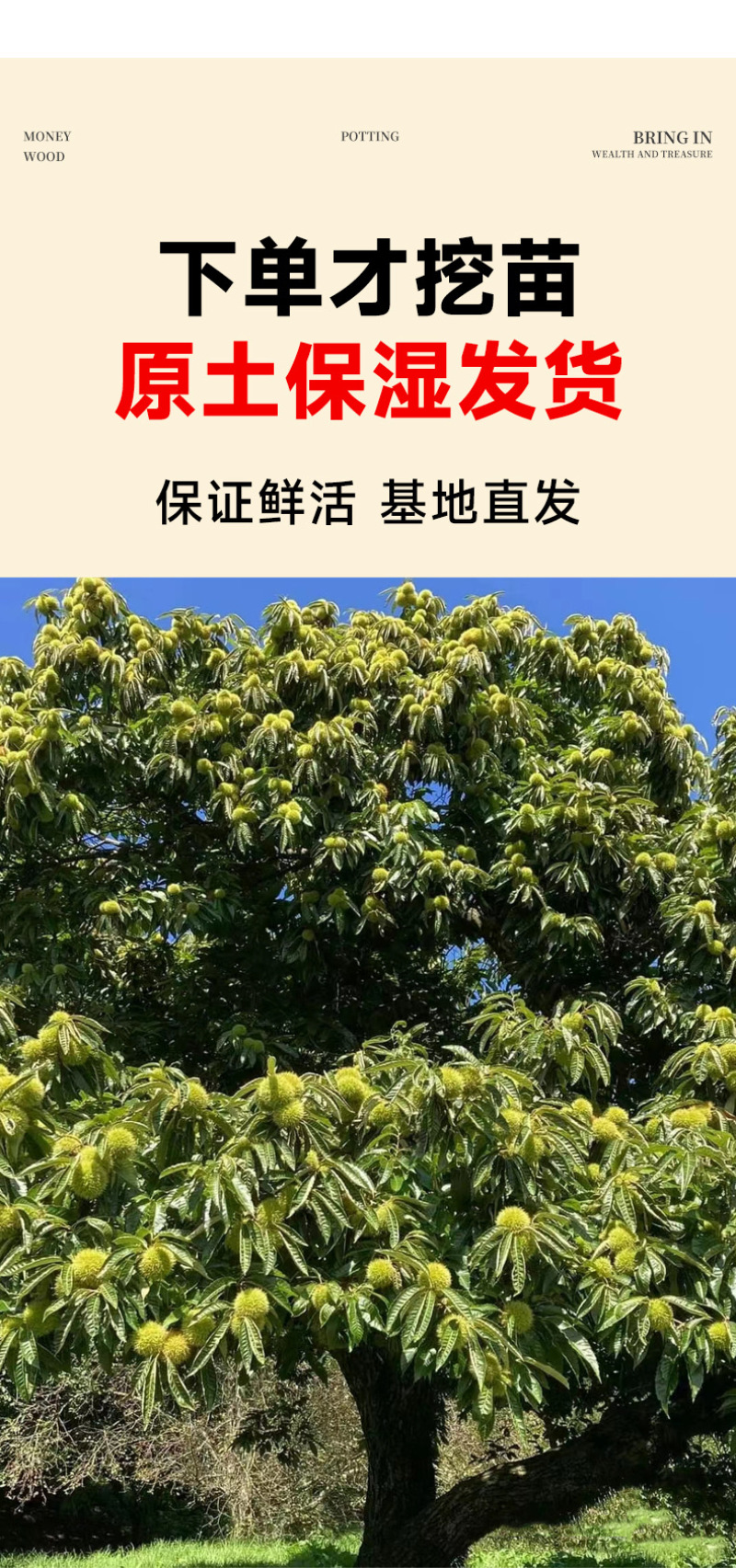 精品嫁接板栗苗大红袍板栗苗特大油板栗苗拒绝假苗