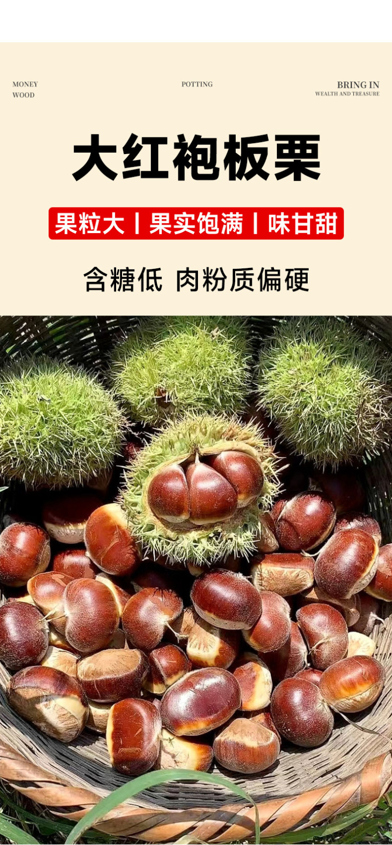 精品嫁接板栗苗大红袍板栗苗特大油板栗苗拒绝假苗