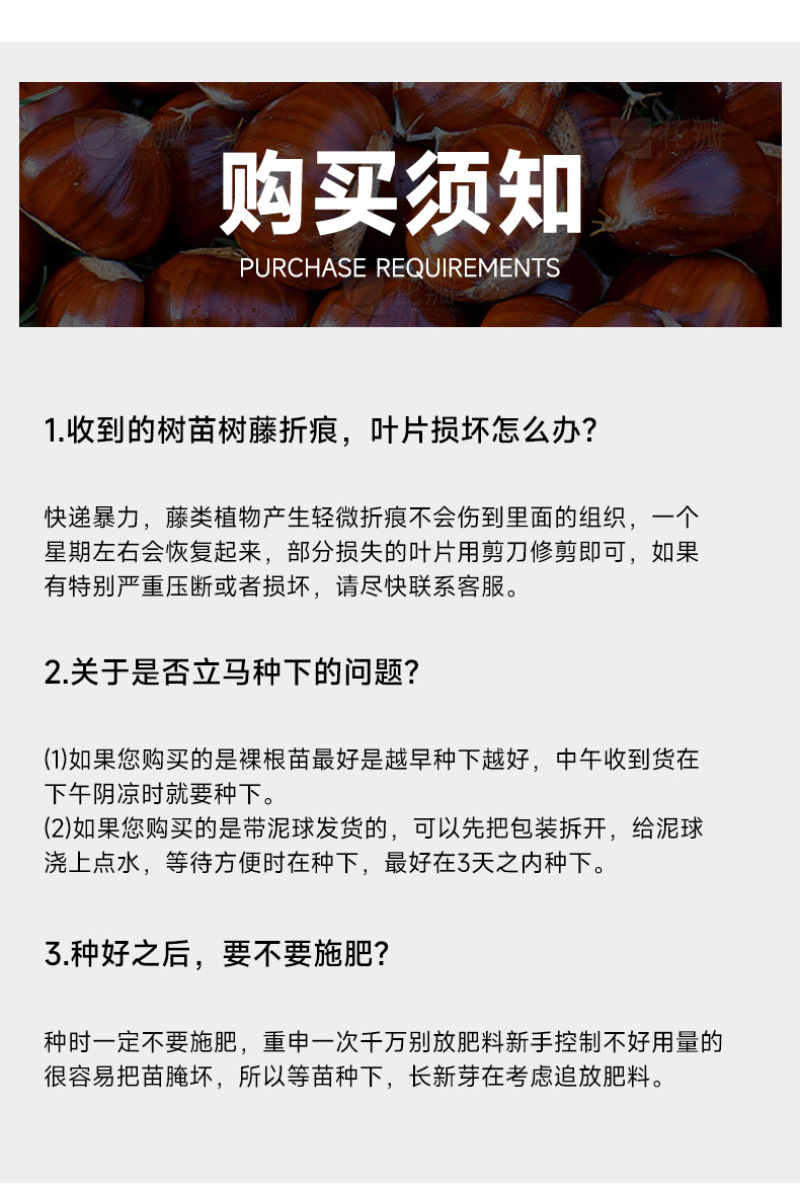 精品嫁接板栗苗大红袍板栗苗特大油板栗苗拒绝假苗