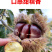 精品嫁接板栗苗大红袍板栗苗特大油板栗苗拒绝假苗