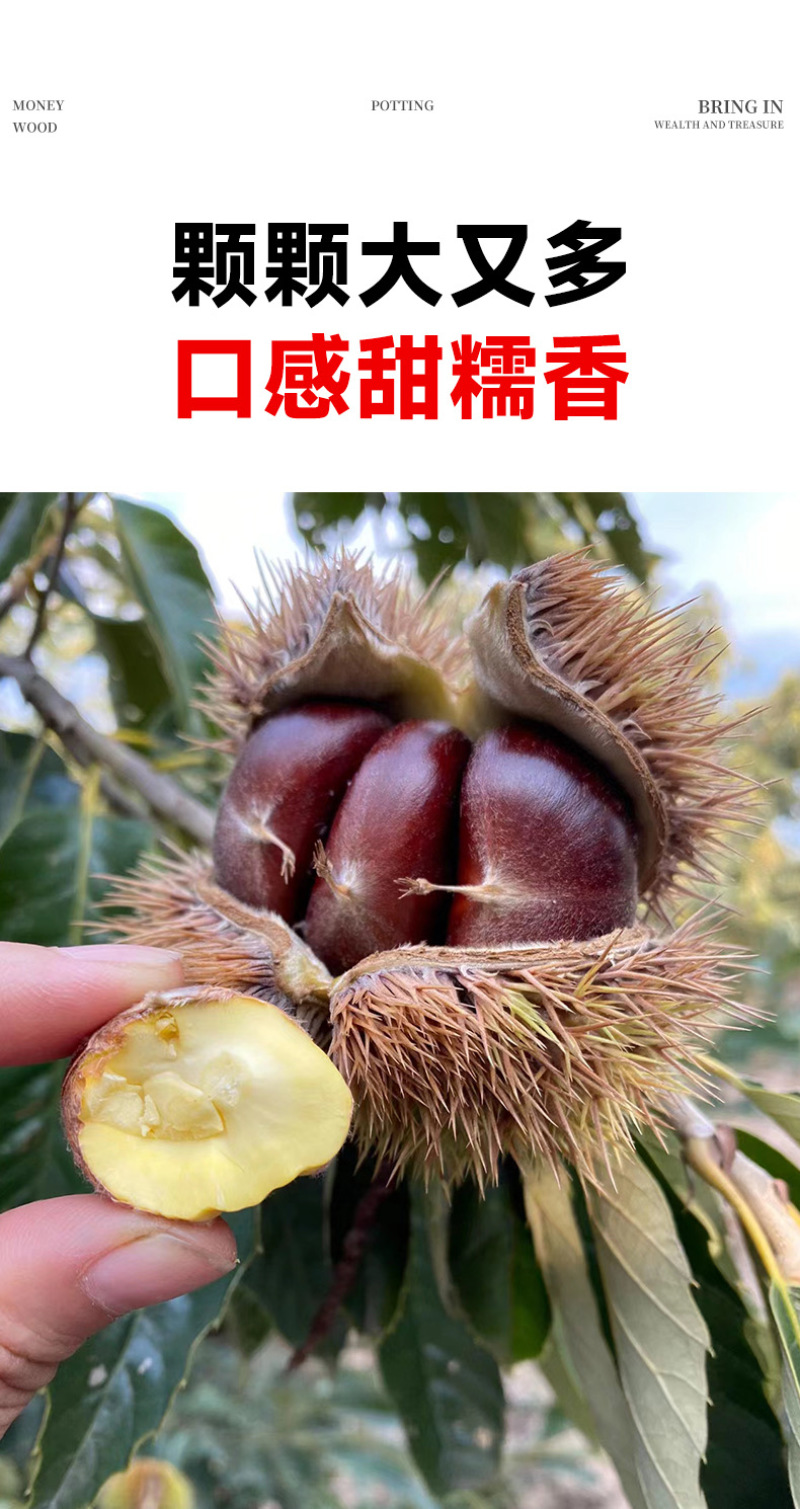 精品嫁接板栗苗大红袍板栗苗特大油板栗苗拒绝假苗