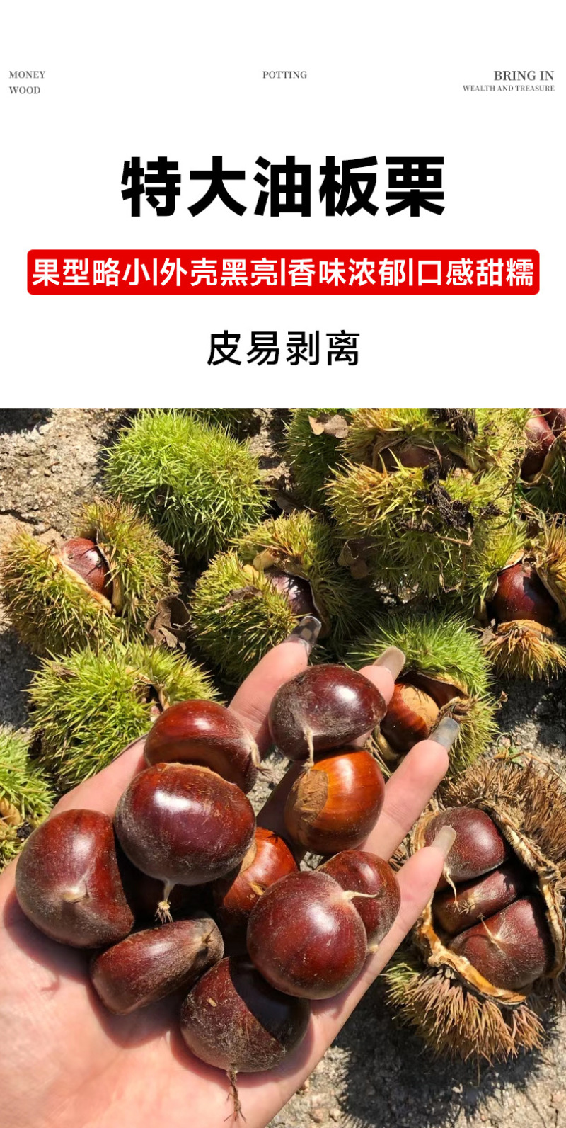 精品嫁接板栗苗大红袍板栗苗特大油板栗苗拒绝假苗
