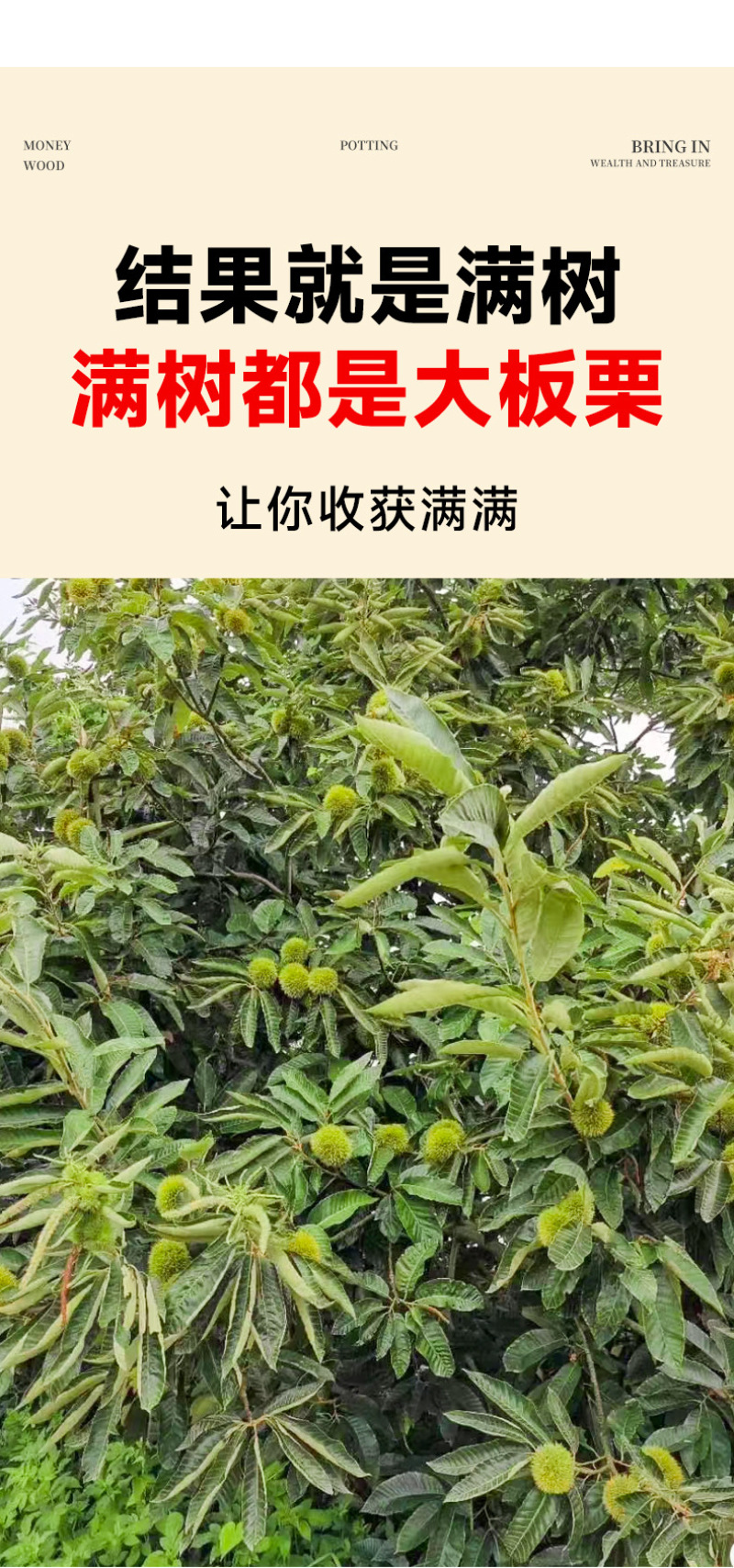 精品嫁接板栗苗大红袍板栗苗特大油板栗苗拒绝假苗