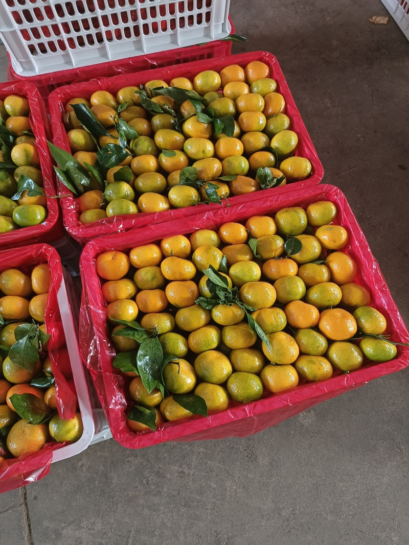【牛商优选】湖北蜜橘皮薄多汁承接各大平台量大从优