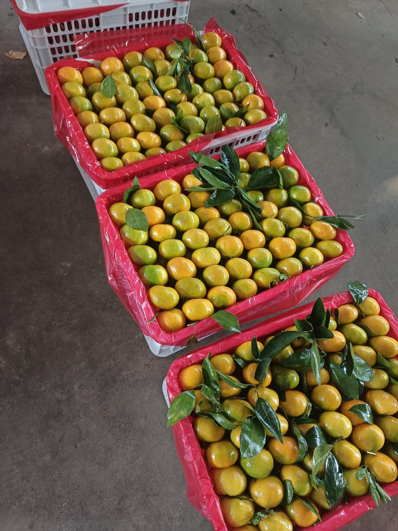 【牛商优选】湖北蜜橘皮薄多汁承接各大平台量大从优