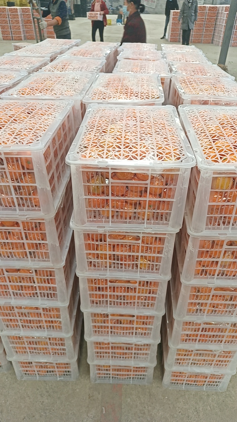 【牛商优选】湖北蜜橘皮薄多汁承接各大平台量大从优