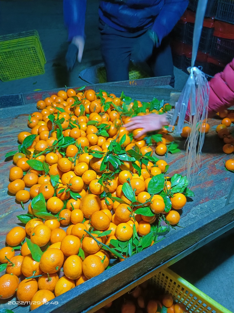 【牛商优选】湖北蜜橘皮薄多汁承接各大平台量大从优