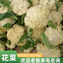 有机花菜花菜山东大型市场直供对接全国价格优欢迎咨询