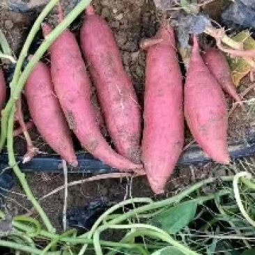 【西瓜红红薯】山东产地直发质量保证货源充足