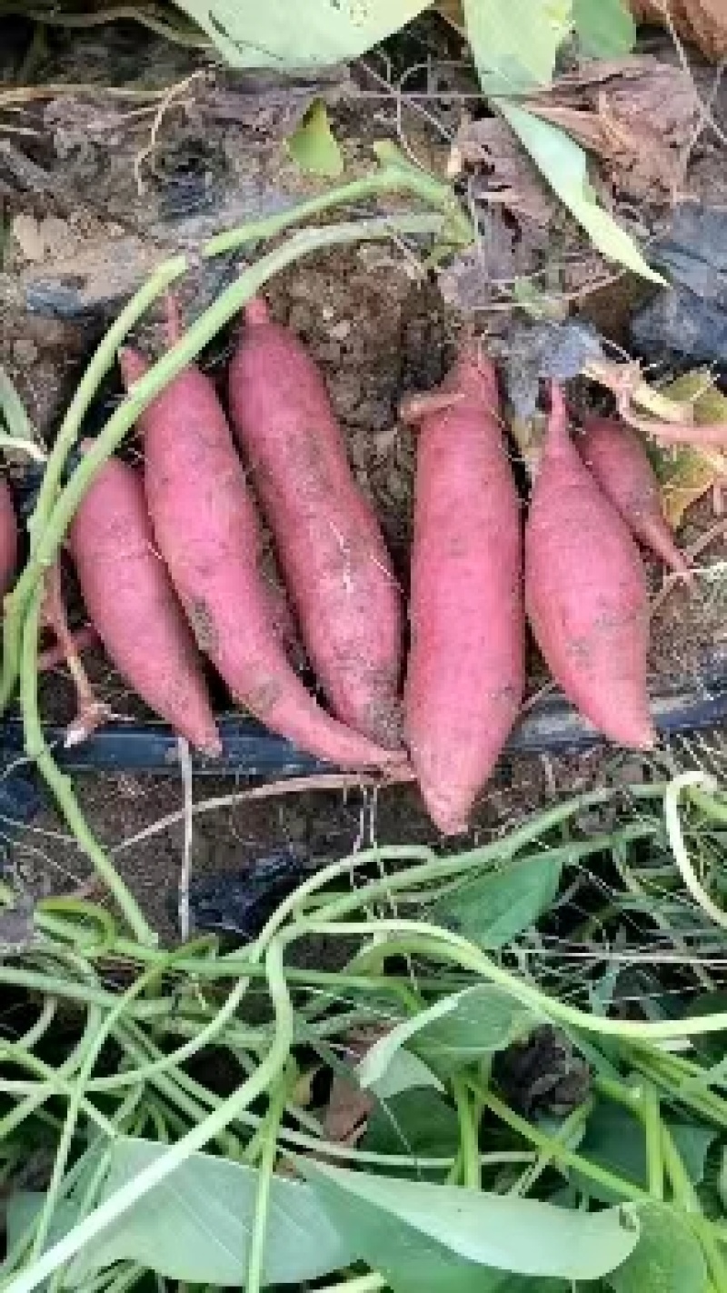 【西瓜红红薯】山东产地直发质量保证货源充足