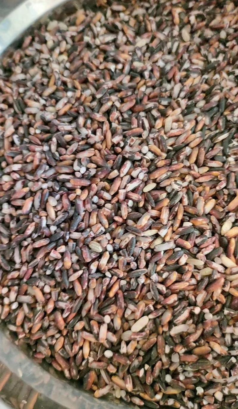 福建紫米农家自种23年新货优质紫糯米粗粮紫米5斤起批包邮