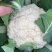 【松花菜】湖北精品白面青梗青花菜产地直供现砍现发欢迎采购