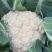 【松花菜】湖北精品白面青梗青花菜产地直供现砍现发欢迎采购