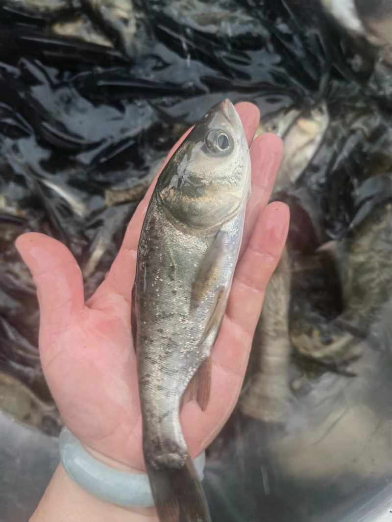 产地直销精品大头鱼苗鳙鱼，鲢鱼，花鲢鱼苗，花白鲢鱼苗