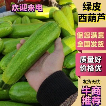连云港绿皮西葫芦,产地直发品质保证,当天采摘当天发货