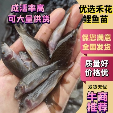 优选禾花鲤鱼苗，好养殖成活率高可持续大量供货欢迎咨询