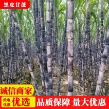 【精品】广西甘蔗，黑皮甘蔗脆甜可口，品质优良，基地直供