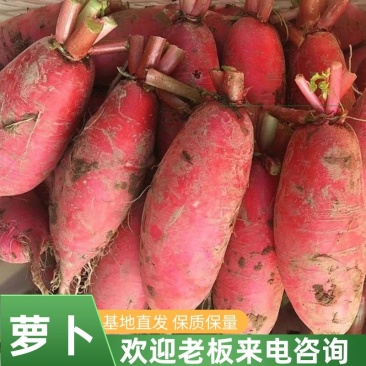 【萝卜】山东本地红皮萝卜红萝卜现挖现发可视频看货