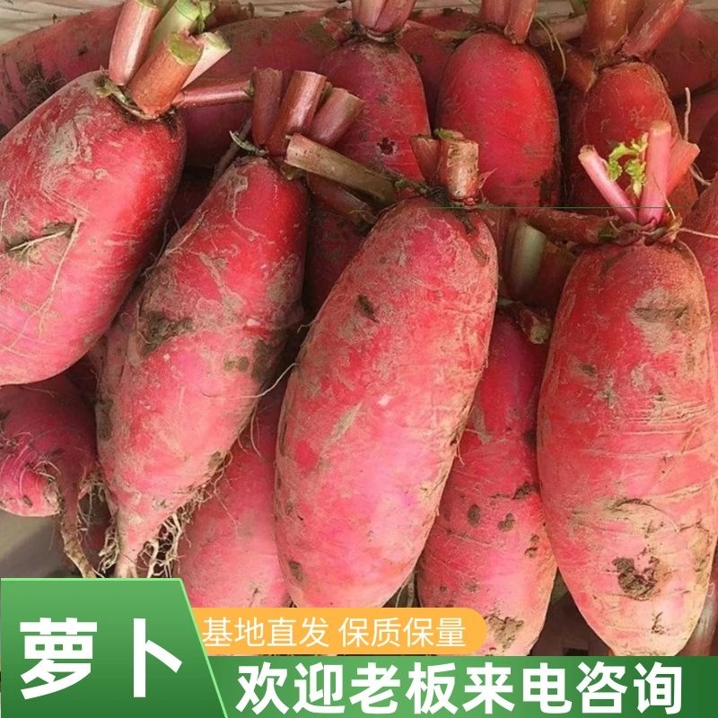 【萝卜】山东本地红皮萝卜红萝卜现挖现发可视频看货