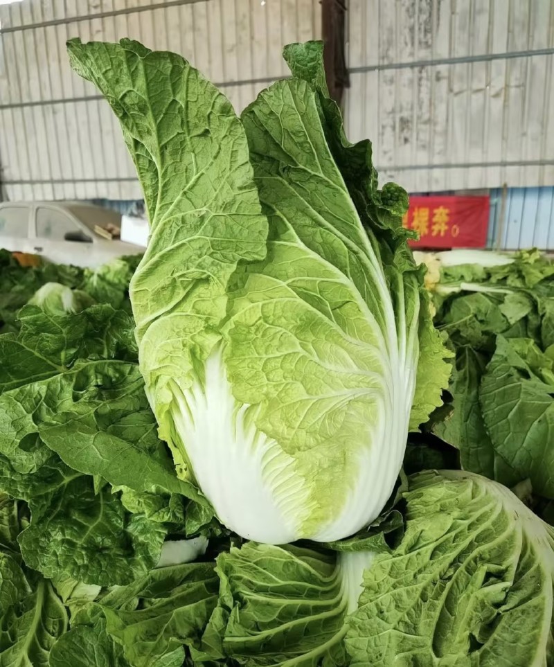 辽宁杠菜白菜大量上市产地直发对接各大批发商酸菜厂