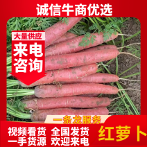 水果红萝卜，秤杆萝卜，陕西红萝卜，支持视频看货