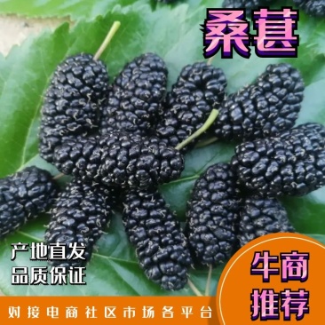 桑葚子桑椹干水洗无沙无杂质产地直发一手货源一件代发长期供