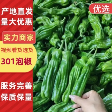 精品301辣椒301泡椒河南夏邑万亩鲜辣椒大量供应