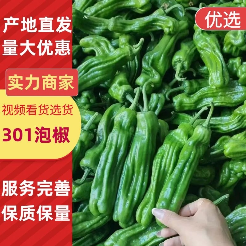 精品301辣椒301泡椒河南夏邑万亩鲜辣椒大量供应