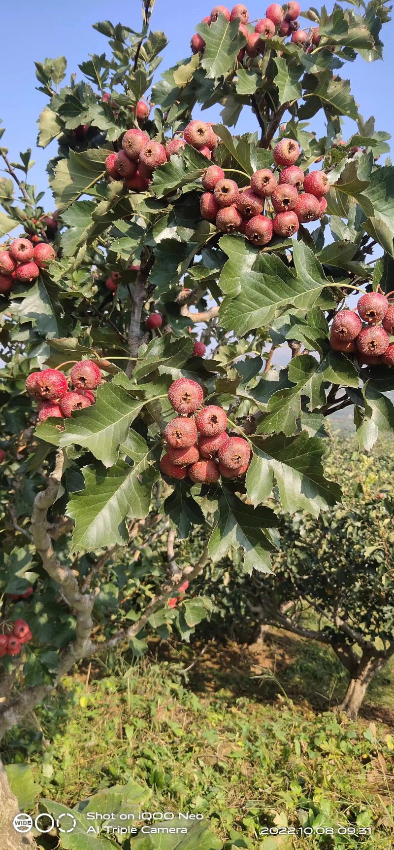 精品临沂大金星山楂，产地直供价格实惠欢迎选购