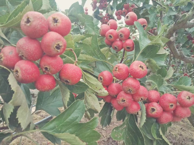 精品临沂大金星山楂，产地直供价格实惠欢迎选购