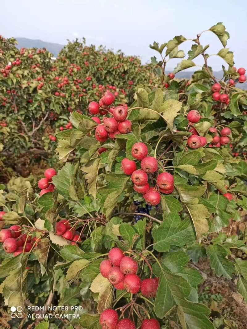 精品临沂大金星山楂，产地直供价格实惠欢迎选购