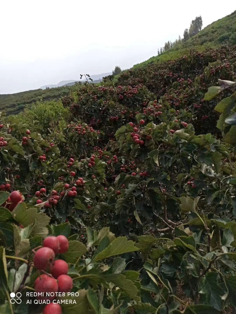 精品临沂大金星山楂，产地直供价格实惠欢迎选购