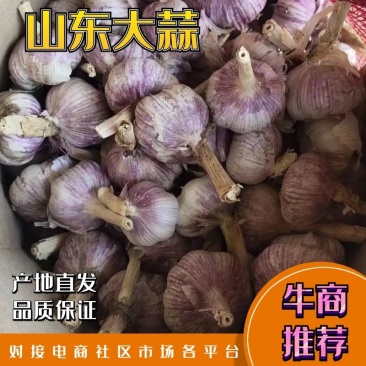 金乡红皮大蒜,质量好,价格低,代发市场,做包装,冷库储存