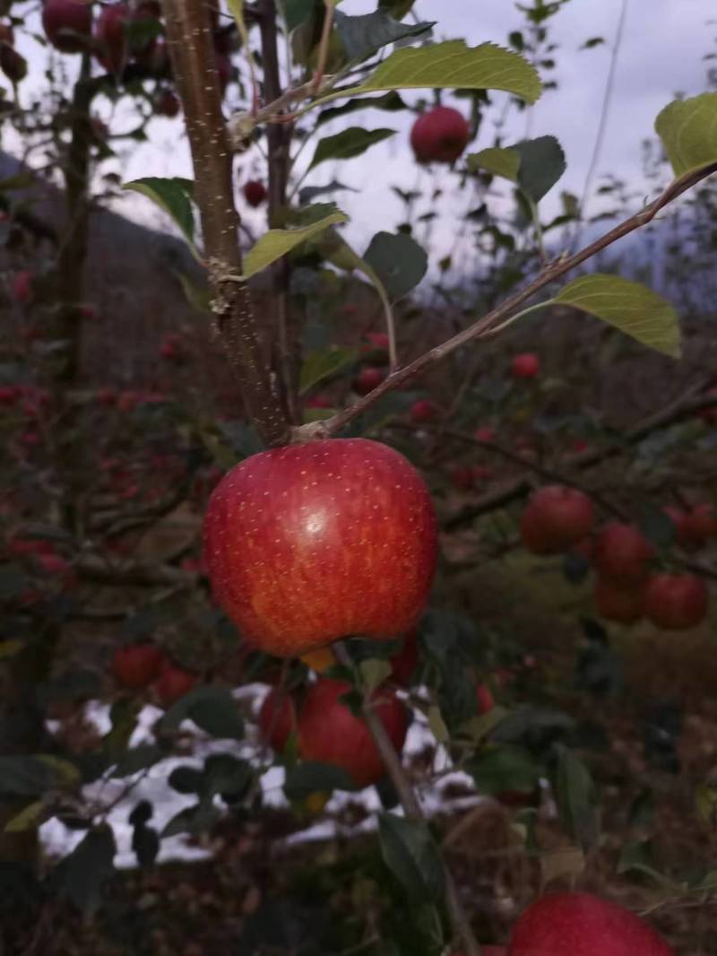四川糖心丑苹果大量供应一手货源保质保量可视频看货价格详谈